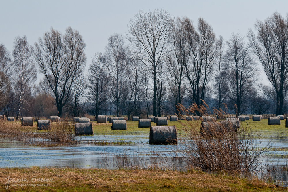 039_Biebrza - kwiecien 2011.jpg